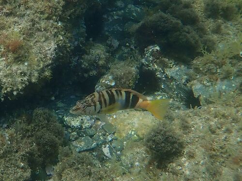 Serranus scriba