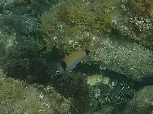 Diplodus vulgaris