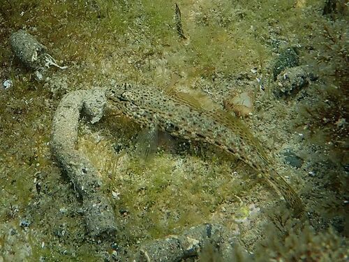 Gobius incognitus