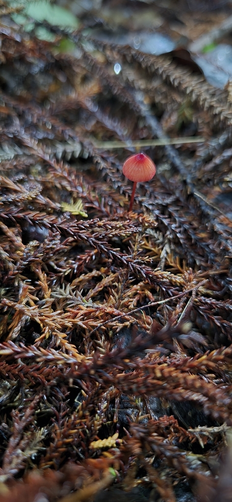 Mycena ura · May 2026 · photo: © opanukuexplorer (iNaturalist, cc0)