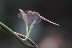 Erythrodiplax umbrata