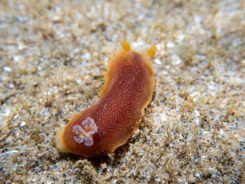 Doriopsilla albopunctata