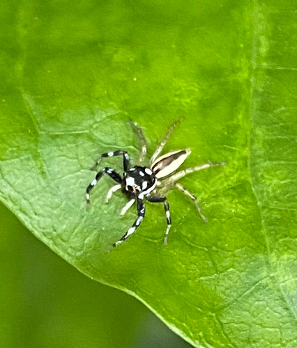 Multi-Coloured Phintella