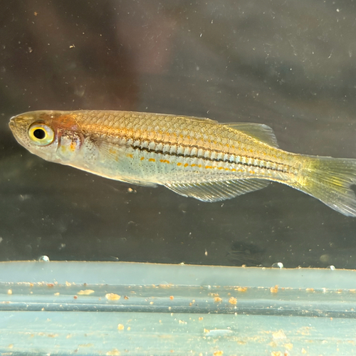 Exquisite rainbowfish (Melanotaenia exquisita) — Melanotaeniidae — 5