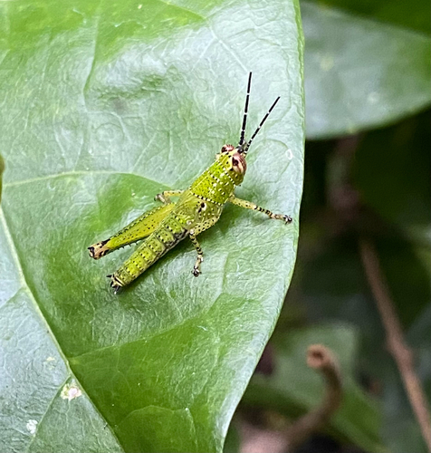 Rufous-legged Grasshopper