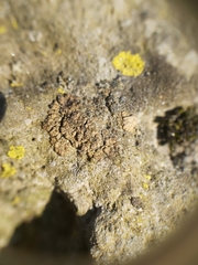 Endocarpon pallidulum