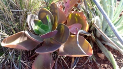 Gibbiflorae