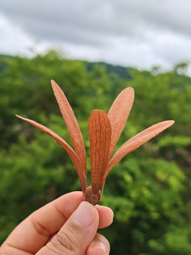 Anthoshorea roxburghii observed 2026-05-09