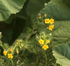 Angiospermae