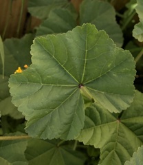 Angiospermae