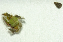 Cryptantha muricata muricata