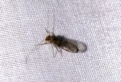 Ptiloneura