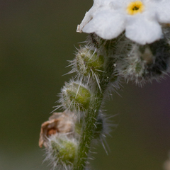 Cryptantha muricata muricata