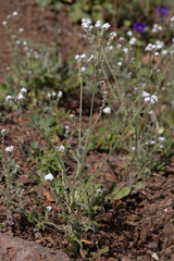 Cryptantha muricata muricata