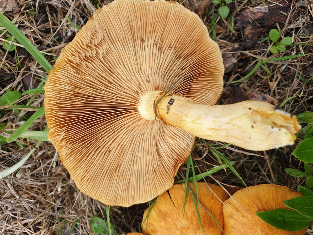 Gymnopilus junonius · May 2026 · photo: © samlasham (iNaturalist, cc0)