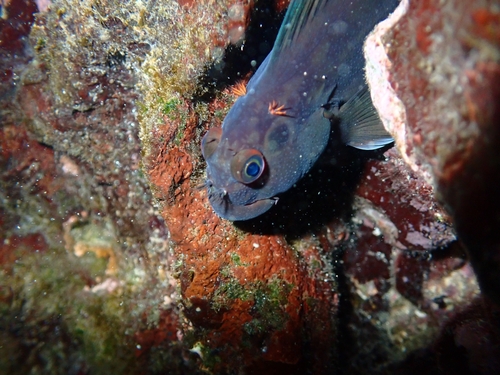 Ophioblennius steindachneri