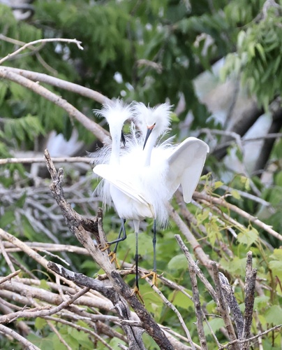 Snowy Egret photographed in Missouri