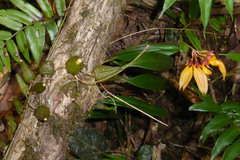 Bulbophyllum retusiusculum