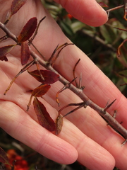 Pyracantha fortuneana