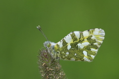 Euchloe simplonia