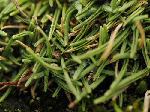 Agrostis muscosa observed 2026-05-10