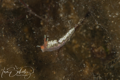 Tenellia catachroma