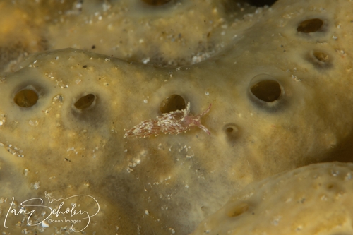 Tenellia thelmae