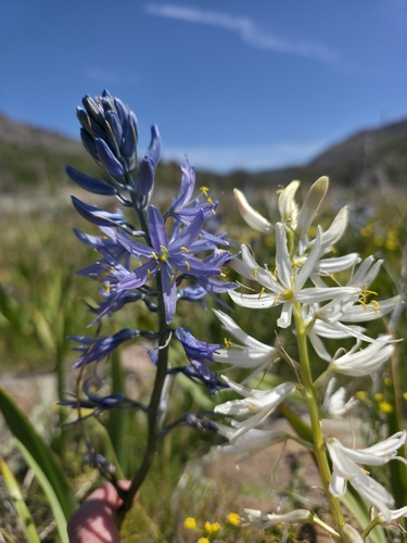 Camassia quamash ssp. utahensis