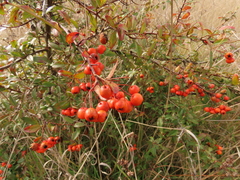 Pyracantha fortuneana