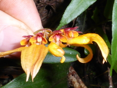 Bulbophyllum retusiusculum