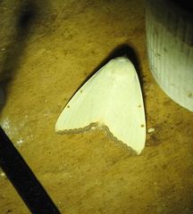 Xanthodes amata