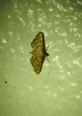 Glycythyma chrysorycta