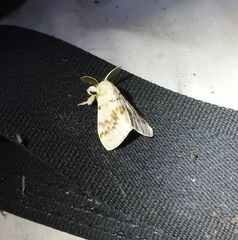 Lymantria pelospila