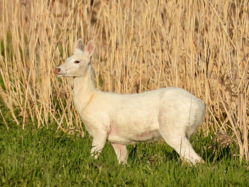 White-tailed Deer photographed in Wisconsin