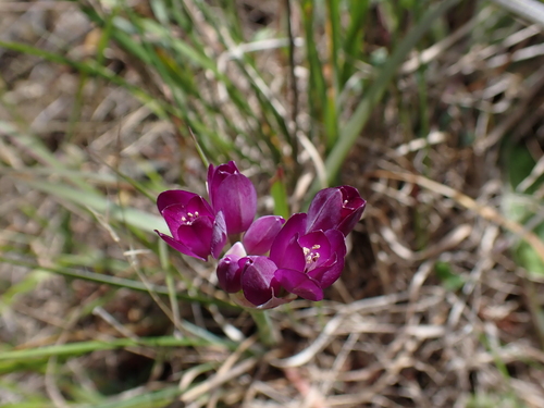 Allium dichlamydeum, photograph 6