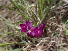 Allium dichlamydeum, photograph author not stated, no rights reserved