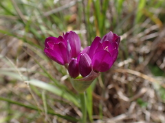 Allium dichlamydeum, photograph author not stated, no rights reserved