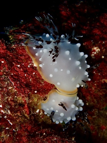 Halgerda berberiani