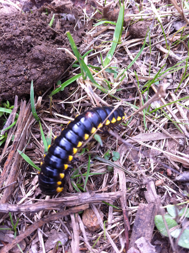Harpaphe haydeniana