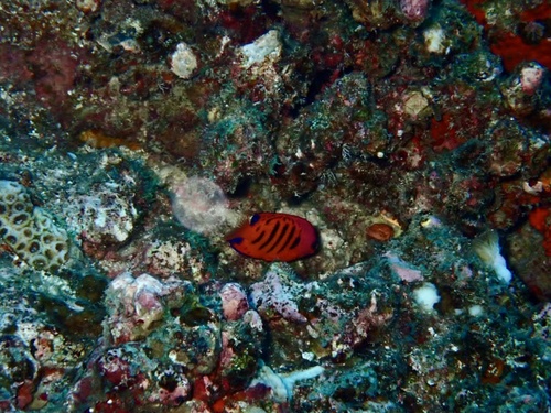 Centropyge loriculus