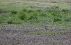 Colaptes auratus auratus