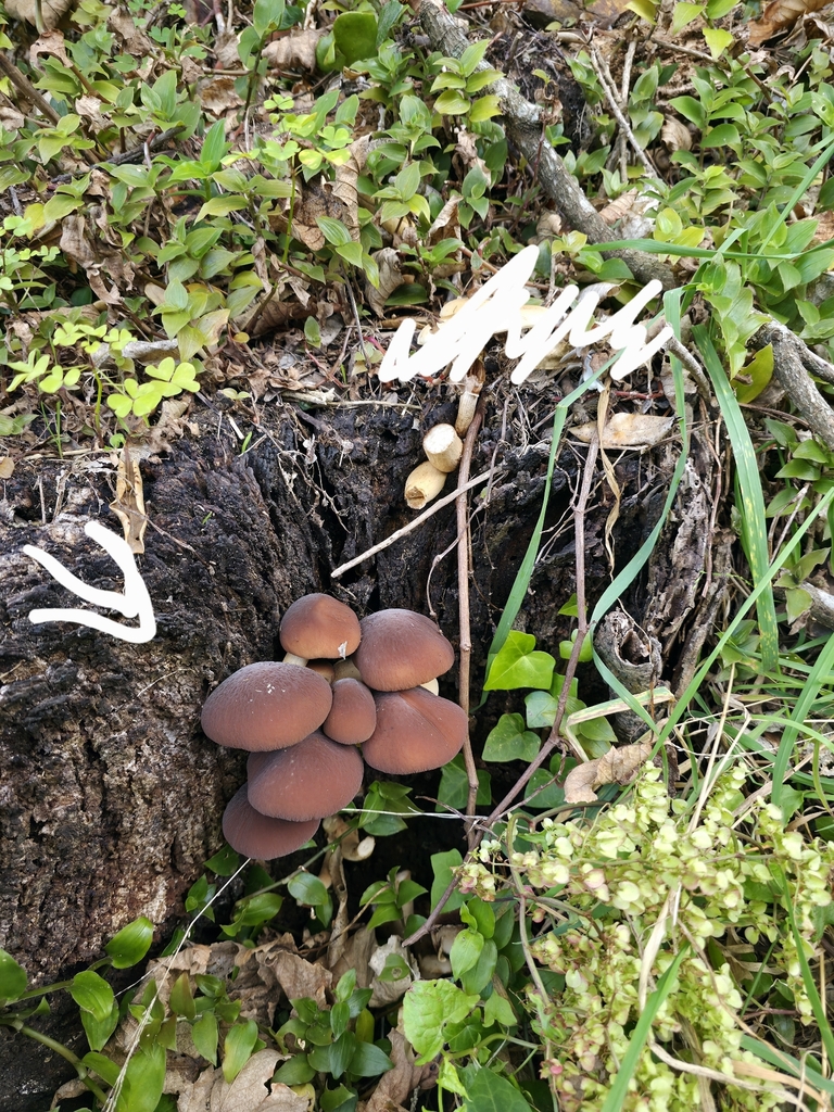 Cyclocybe parasitica · May 2026 · photo: © bush_gremlin (iNaturalist, cc0)