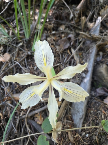 Iris fernaldii, photograph 4