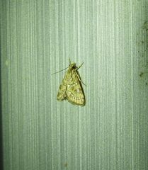 Aporocosmus lamprodeta