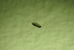 Ardozyga catarrhacta