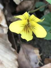 Viola hastata