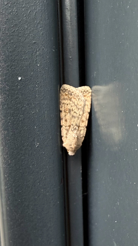 Pale Mottled Willow Moth