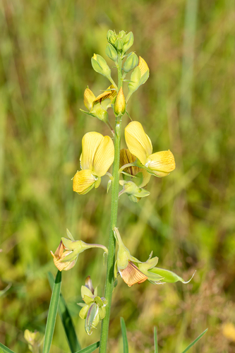 Crotalaria quinquefolia iNat (2)