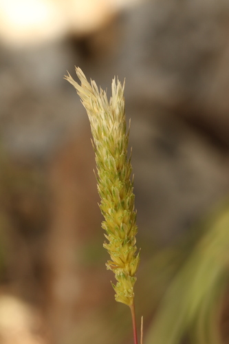 Phalaris paradoxa, photograph 4
