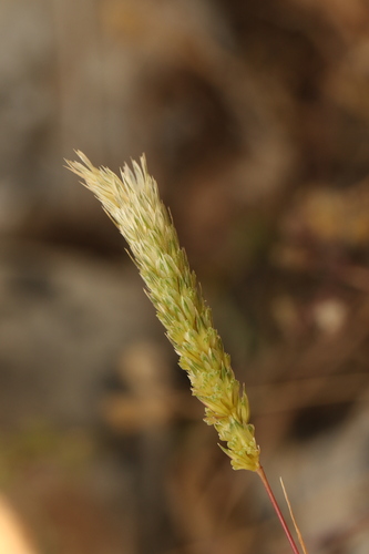 Phalaris paradoxa, photograph 5